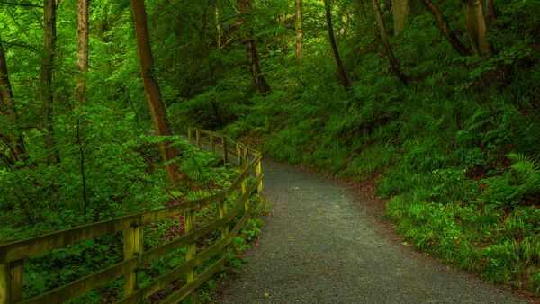 Chemin dans une forêt, ambiance calme pour une promenade